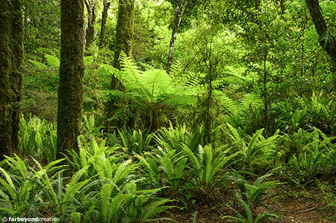 Natural Green | New Zealand and Australia Photography | Far Beyond Creative